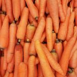 orange carrots on human hand