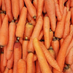 orange carrots on human hand