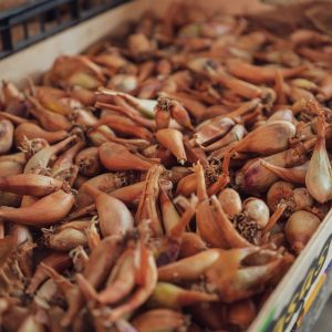 orange nuts on brown wooden box